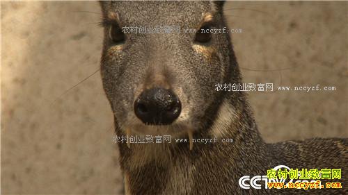 �¸�����һ��400Ԫ �����ץס�����߱ڵ��̻�(20170329)