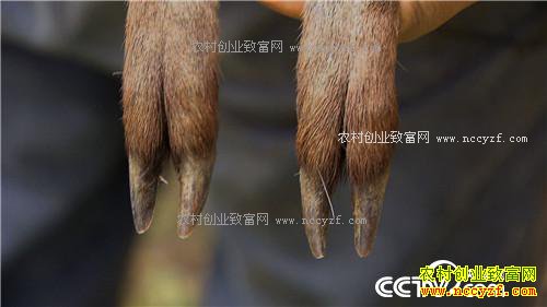 �¸�����һ��400Ԫ �����ץס�����߱ڵ��̻�(20170329)