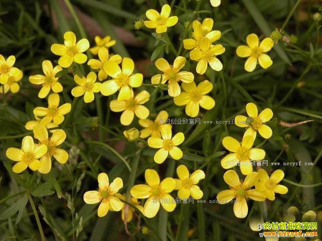 èצ����ֲǰ�����ɱ�Ч�����