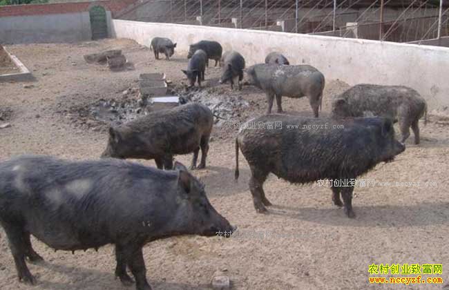 δ��ũ����ֳʲô������·-����Ұ��