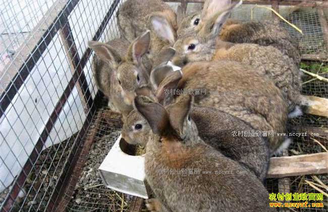 δ��ũ����ֳʲô������·-Ұ����ֳ