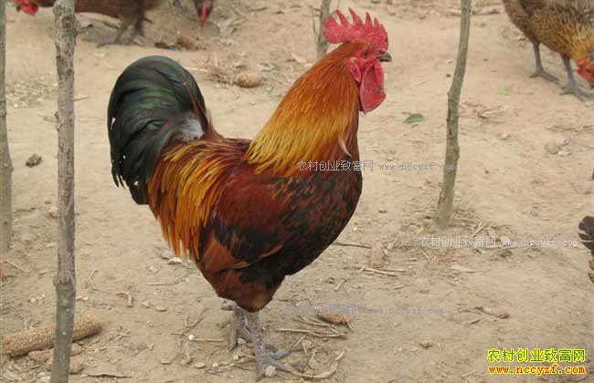 δ��ũ����ֳʲô������·-������ֳ