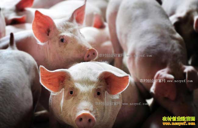 δ��ũ����ֳʲô������·-��̬����