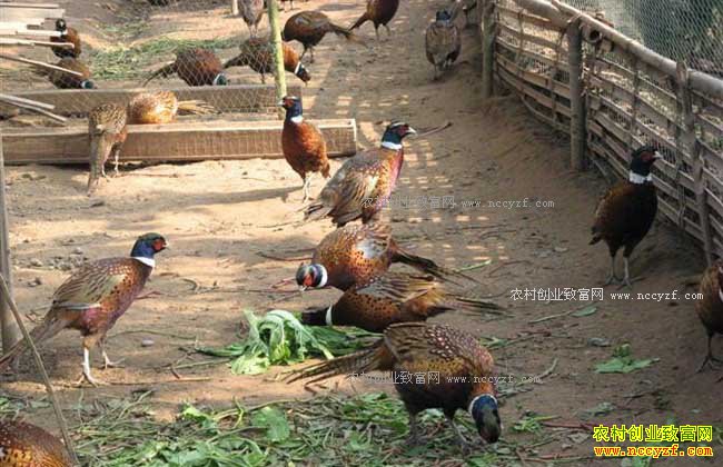 δ��ũ����ֳʲô������·-Ұ����ֳ