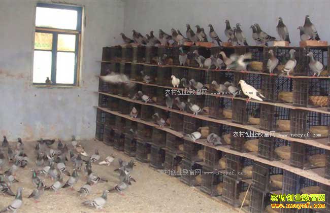 δ��ũ����ֳʲô������·-�����ֳ