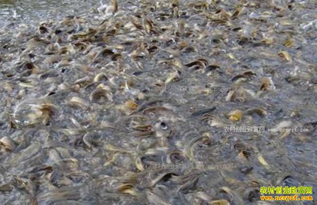 δ��ũ����ֳʲô������·-������ֳ