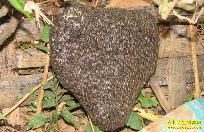 δ��ũ����ֳʲô������·-�۷���ֳ