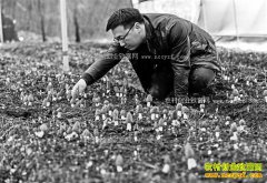 ����ǭ������ƽ��ֲ260Ķ��Ǿ�������800��Ԫ