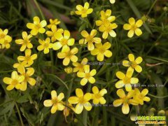 èצ����ֲǰ�����ɱ�Ч�����