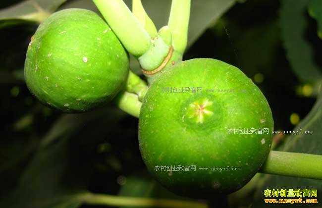 ũ�������ʲô������׬Ǯ��-��ɫʳƷ