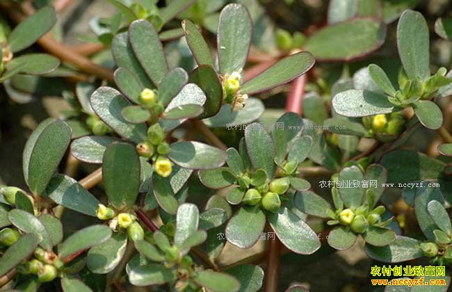 ũ�������ʲô������׬Ǯ��-Ұ��ר����