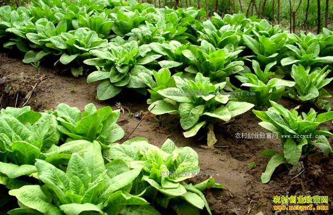 ũ�������ʲô������׬Ǯ��-����ɫ����������