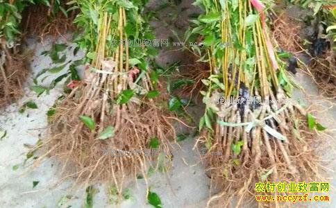 �Ĵ��봨������ר�������� ��ɫ����ǰ����