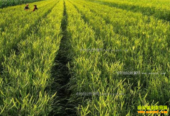 ɽ����ͬ�أ���ֲ�ƻ��˳�ũ���¸�����Ŀ