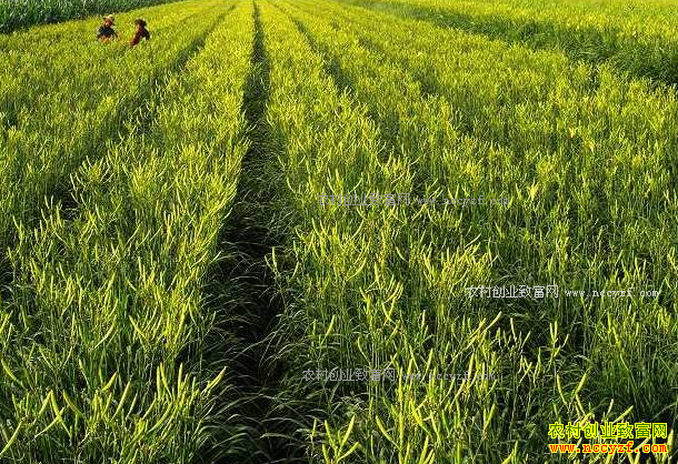 ɽ����ͬ����ֲ�ƻ��˳�ũ���¸�����Ŀ