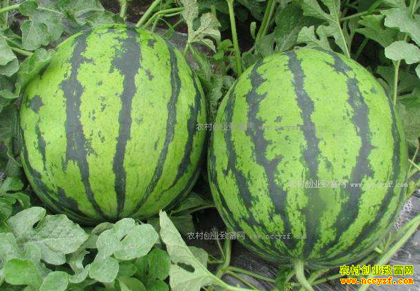 �����Ͼ��紺���ϴ������С����ϼ۸����3.5Ԫ/��