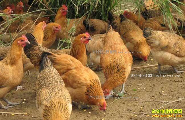 �Ĵ�������90��Ԭ����ֳ�����������׿��¸�