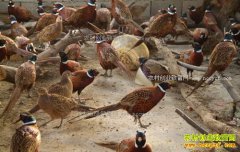 ���ϰ�ɳ��Ů���ӡ���������ɽ����ƶ�¸�