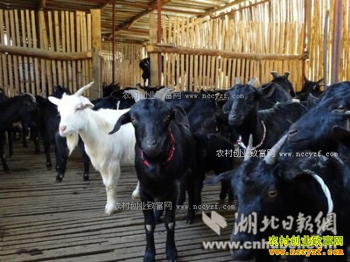 �������ƶ���������������¸�