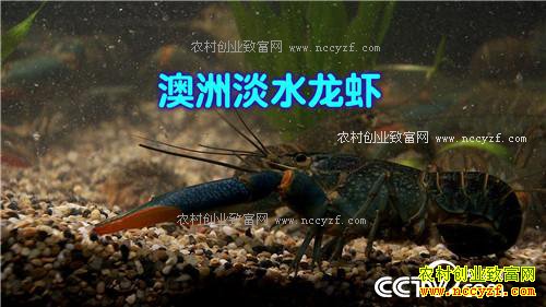 �¸�������������������ɫ�ջ�֮��(20170330)