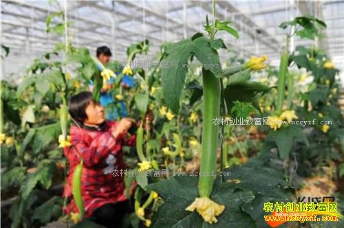 �ӱ���ˮ������Ӣ��ֲ�����߲�������ɫ���¸��Ρ�