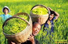 ɽ����ͬ����ֲ�ƻ��˳�ũ���¸�·�Ϻ���Ŀ