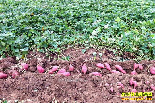 �����������������ֺ���������20��