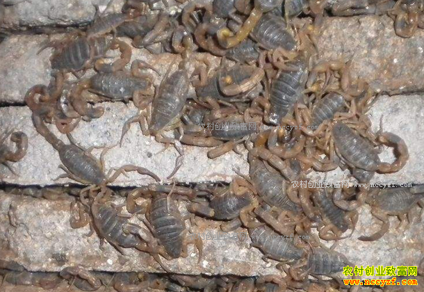 Ы�Ӽ۸��������ǡ���Ы���������