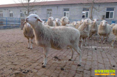 2017����۸�����Ԥ�⣺����۸�С��������Ȼ����