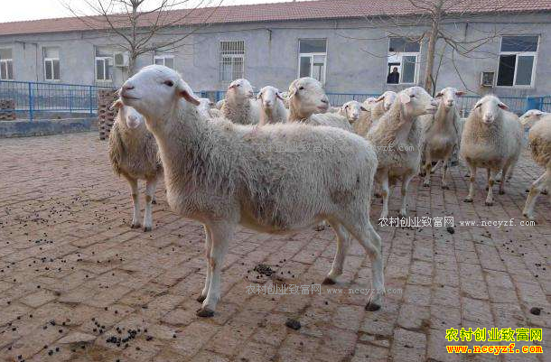 2017����۸�����Ԥ�⣺����۸�С��������Ȼ����