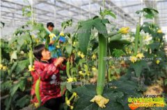 �ӱ���ˮ������Ӣ��ֲ�����߲�������ɫ���¸��Ρ�