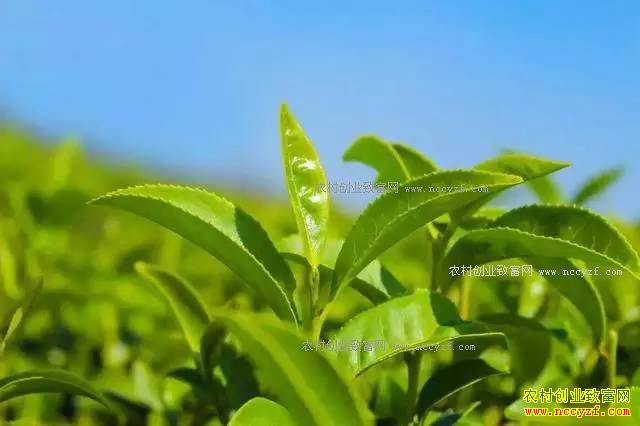 2017���ͥũ����������Щũҵ������