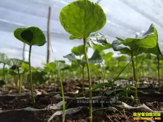 2017���ͥũ����������Щũҵ������