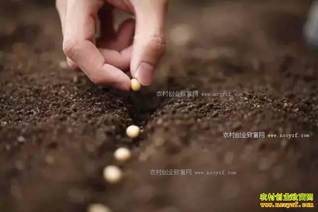 2017���ͥũ����������Щũҵ������