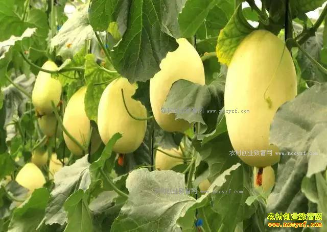 2017���ͥũ����������Щũҵ������