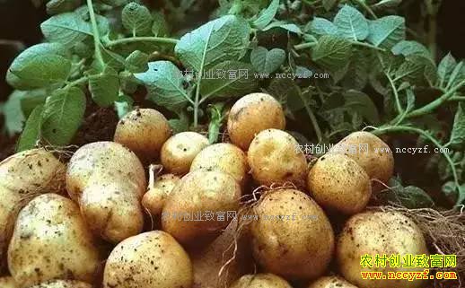 2017���ͥũ����������Щũҵ������