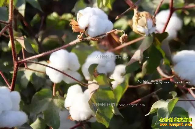 2017���ͥũ����������Щũҵ������