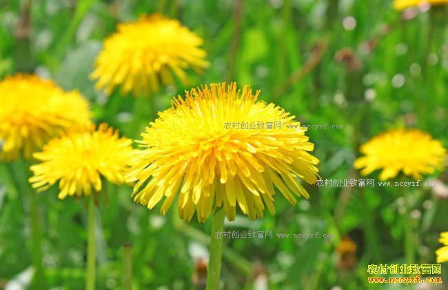 Ұ��ҩ�ļ����г�ǰ����-�ѹ�Ӣ��ֲ