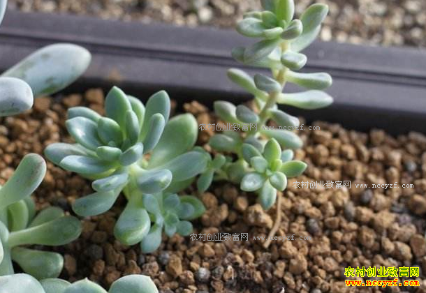 ������ֲ������׬Ǯ����ֲʲôƷ�ֵĶ���ã�