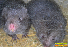 �Ĵ��ϳ�80����͹���紴ҵ��ֳ���󡢺������������