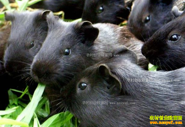 �Ĵ��ϳ�80����͹���紴ҵ��ֳ���󡢺��������������