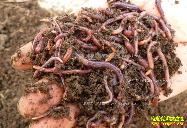 �Ĵ��ϳ�80����͹���紴ҵ��ֳ���󡢺��������������