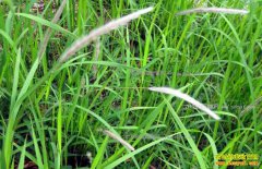 2017����ʲôҩ��׬Ǯ��Ұ��ҩ�ļ����г�ǰ����