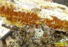 �Ĵ�ͨ�����ƽ������� ��̬�����ֲ������۸��