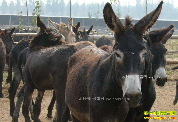 ��¿׬Ǯ������¿��ֳ�ɱ���Ч�����