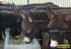 ����¿׬Ǯ����Ʒ��¿��ֳ�ɱ���Ч�����