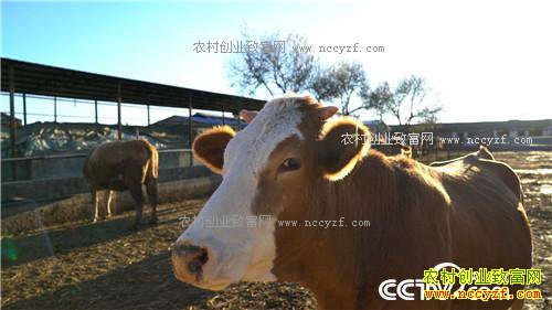 [�¸���]һ�����������δ�500Ԫ��ҵ�����6000�� 20170405 