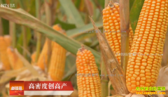 [�Ƽ�Է]���ϲ������ܶ���ֲ���״��߲�