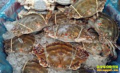 ɽ��������������ǰ�� ����з�۸���������