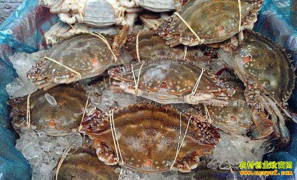 ɽ��������������ǰ�� ����з�۸���������